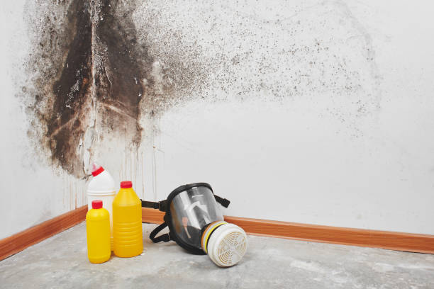 Best Toxic Mold Removal  in Horace, ND