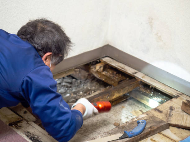 Best Black Mold Removal  in Horace, ND
