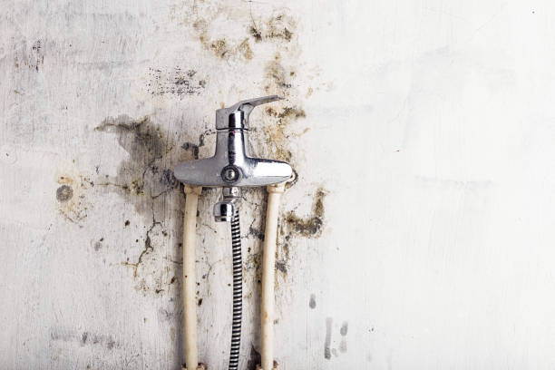 Best Professional Mold Removal  in Horace, ND