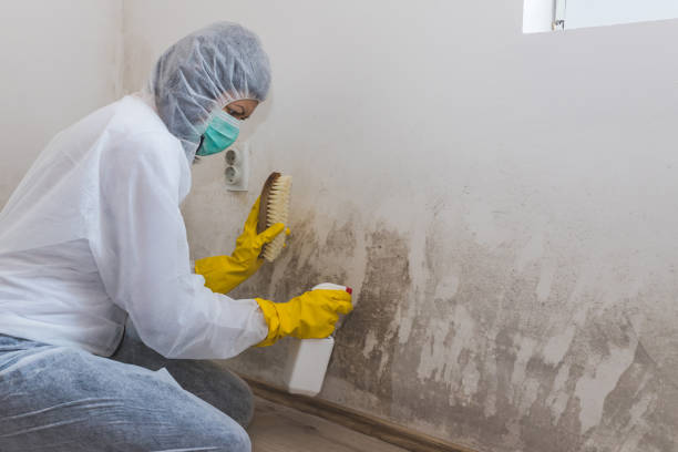 Best Crawl Space Mold Removal  in Horace, ND
