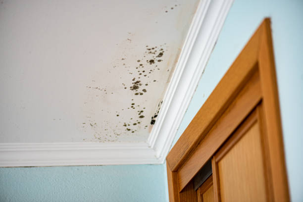 Best Mold Testing  in Horace, ND