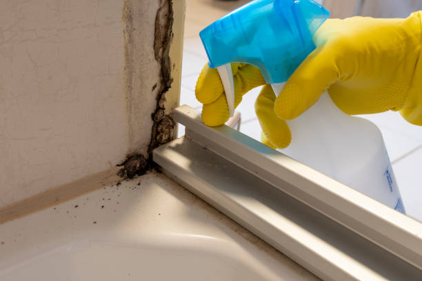 Best Office Mold Removal Services  in Horace, ND