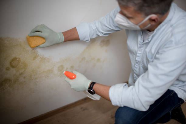Best Crawl Space Mold Removal  in Horace, ND