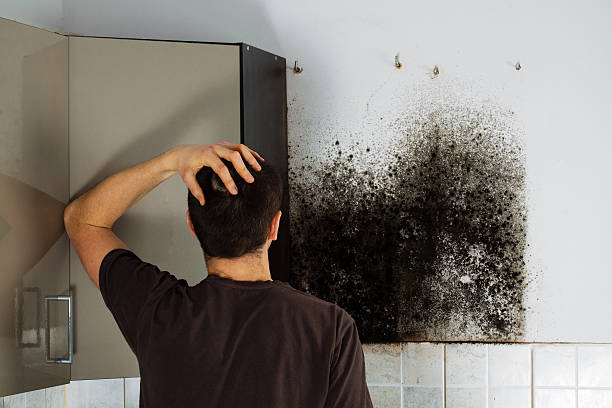 Best Same-Day Mold Removal  in Horace, ND