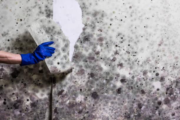 Best Professional Mold Removal  in Horace, ND