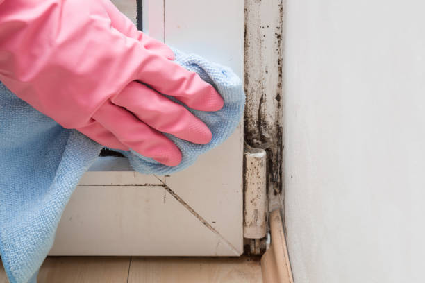 Best Mold Remediation  in Horace, ND