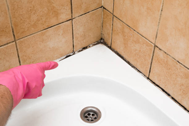 Best Mold Damage Repair  in Horace, ND